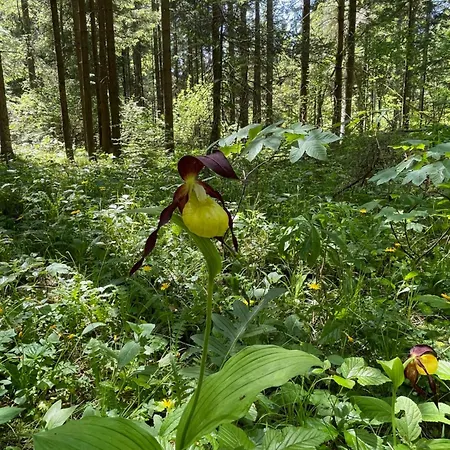 Pleasant Appartamento