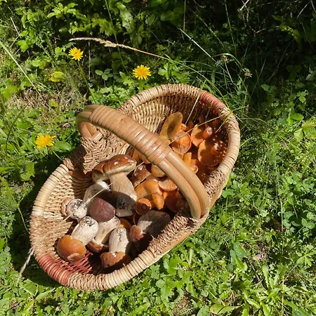 Apartamento Pleasant Bled